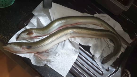 Angelverein Hamburg - SAV-Großlohe e. V. - Fangfoto - Mit uns macht Angeln Spaß!